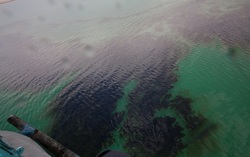 آلودگی‌های نفتی خلیج فارس پاک‌سازی شد
