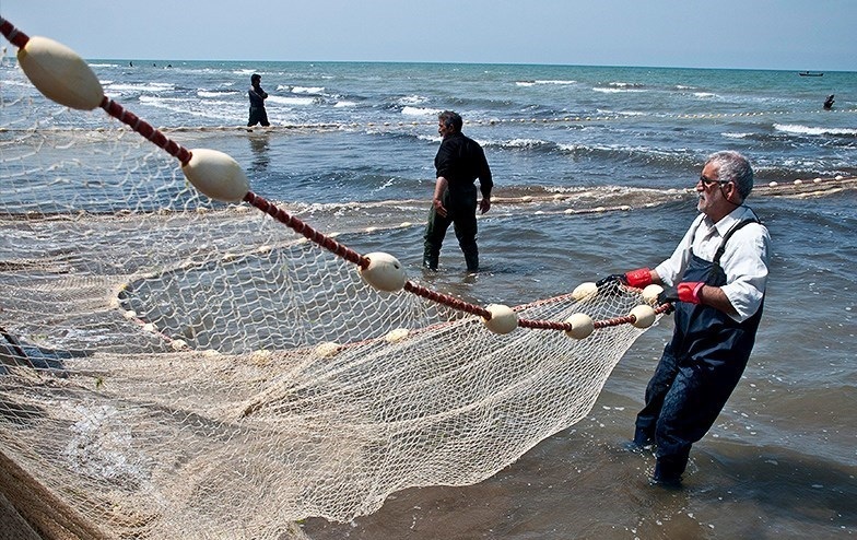 اتمام فصل صید ماهیان استخوانی دریای خزر/ کاهش چشم‌گیر صید ماهیان دریای خزر به دلیل کرونا