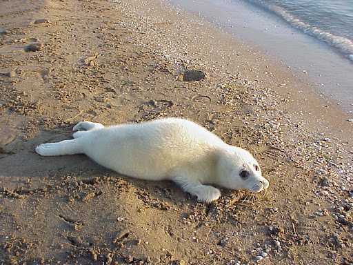 شناسایی ۶ مورد لاشۀ فُک خزری در سواحل دریای خزر