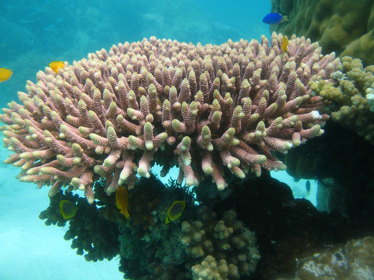مرگ ۹۰ درصد مرجان‌های خلیج چابهار 
