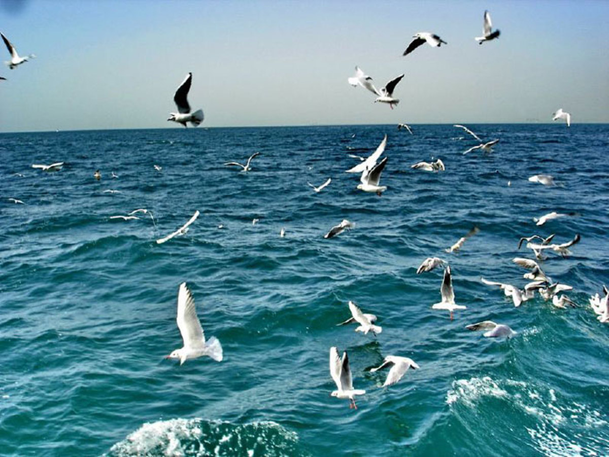آرامش نسبی در آب‌های شمالی خلیج فارس/ ازسرگیری سفر‌های دریایی