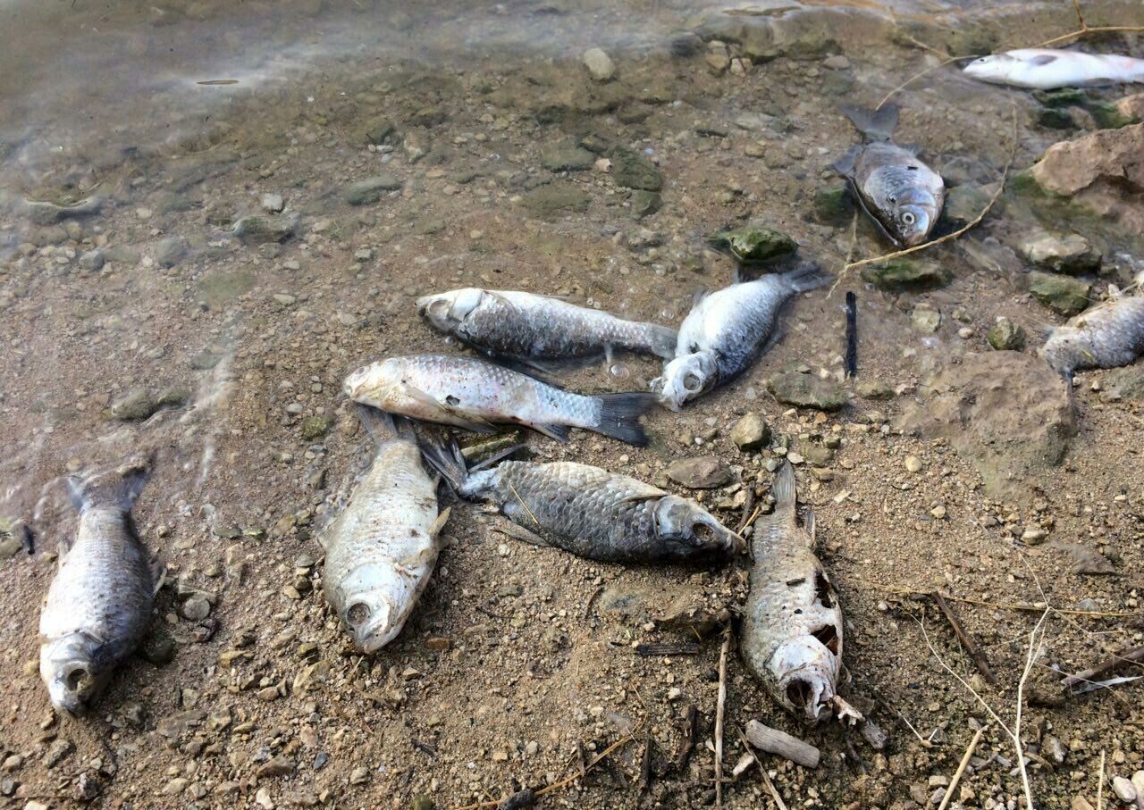 تلف شدن ماهیان در سواحل عسلویه