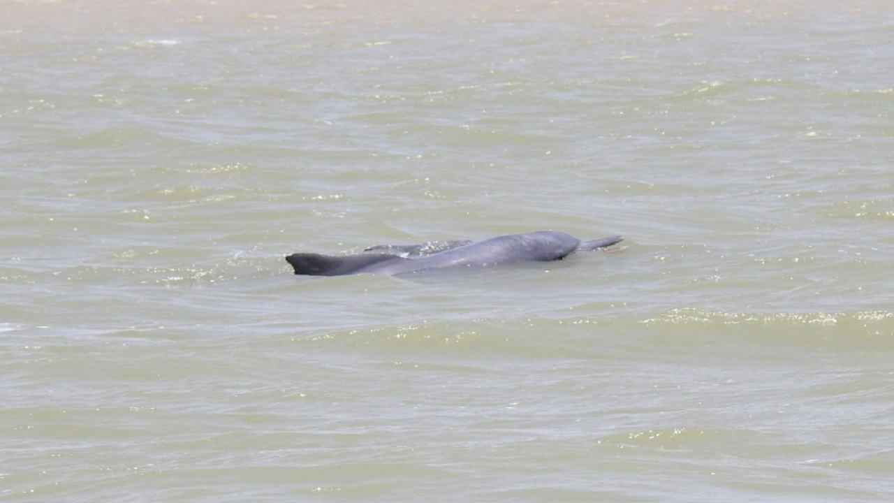 مشاهدۀ سه دلفین گوژپشت در محدودۀ دهانۀ خور گوارین