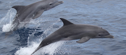 طرح پایش و حفاظت دلفین گوژپشت در آب‌های استان بوشهر اجرا شد