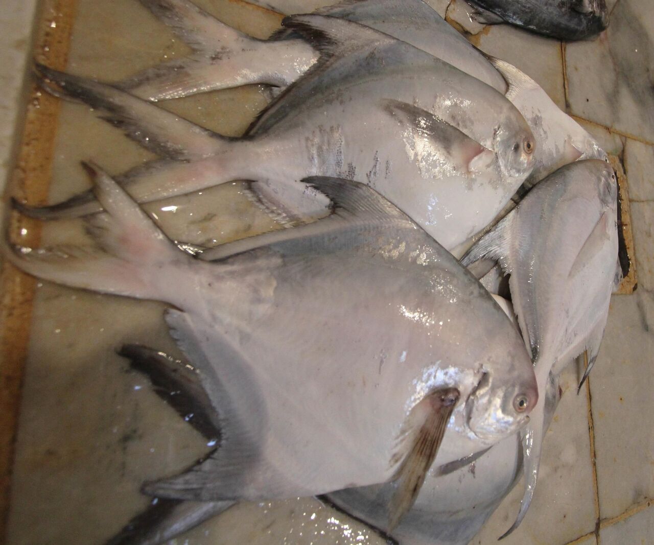 ممنوعیت صید ماهی حلوا سفید در صیدگاه‌های خوزستان
