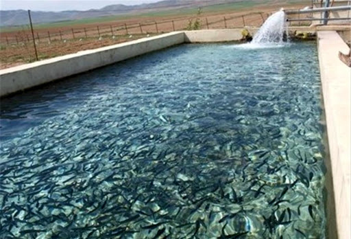 هدف گذاری رهاسازی شیلات خوزستان برای رهاسازی ۲۳ میلیون بچه ماهی