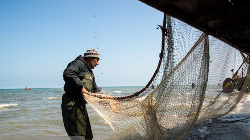 طرح موفقیت آمیز پرورش ماهی سبیطی در سواحل بندری چوئبده