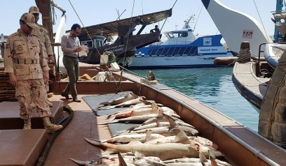کشف بیش از ۸ تُن ماهی قاچاق در بوموسی
