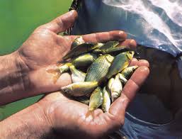 رهاسازی بیش از دو میلیون بچه ماهی در تالاب هورالعظیم
