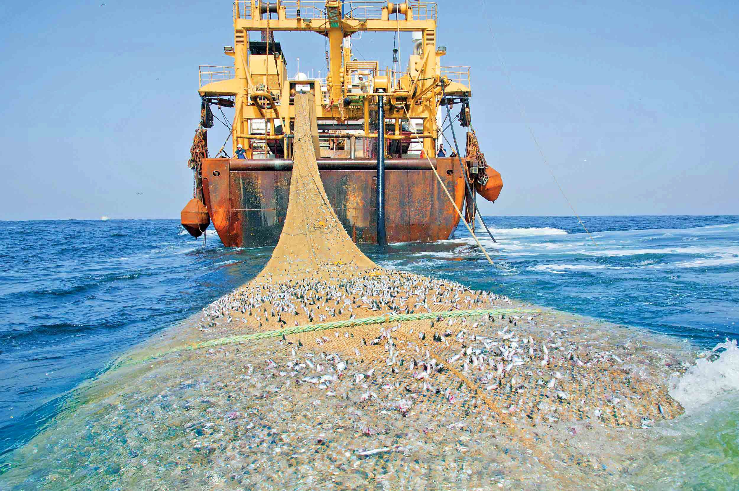 ۳۰ فروند شناور در آب‌های خلیج فارس و دریای عمان به روش ترال صید می‌کنند