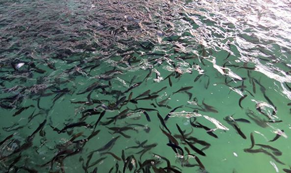 رهاسازی بیش از ۲۲ میلیون قطعه بچه ماهی در آب‌های خوزستان