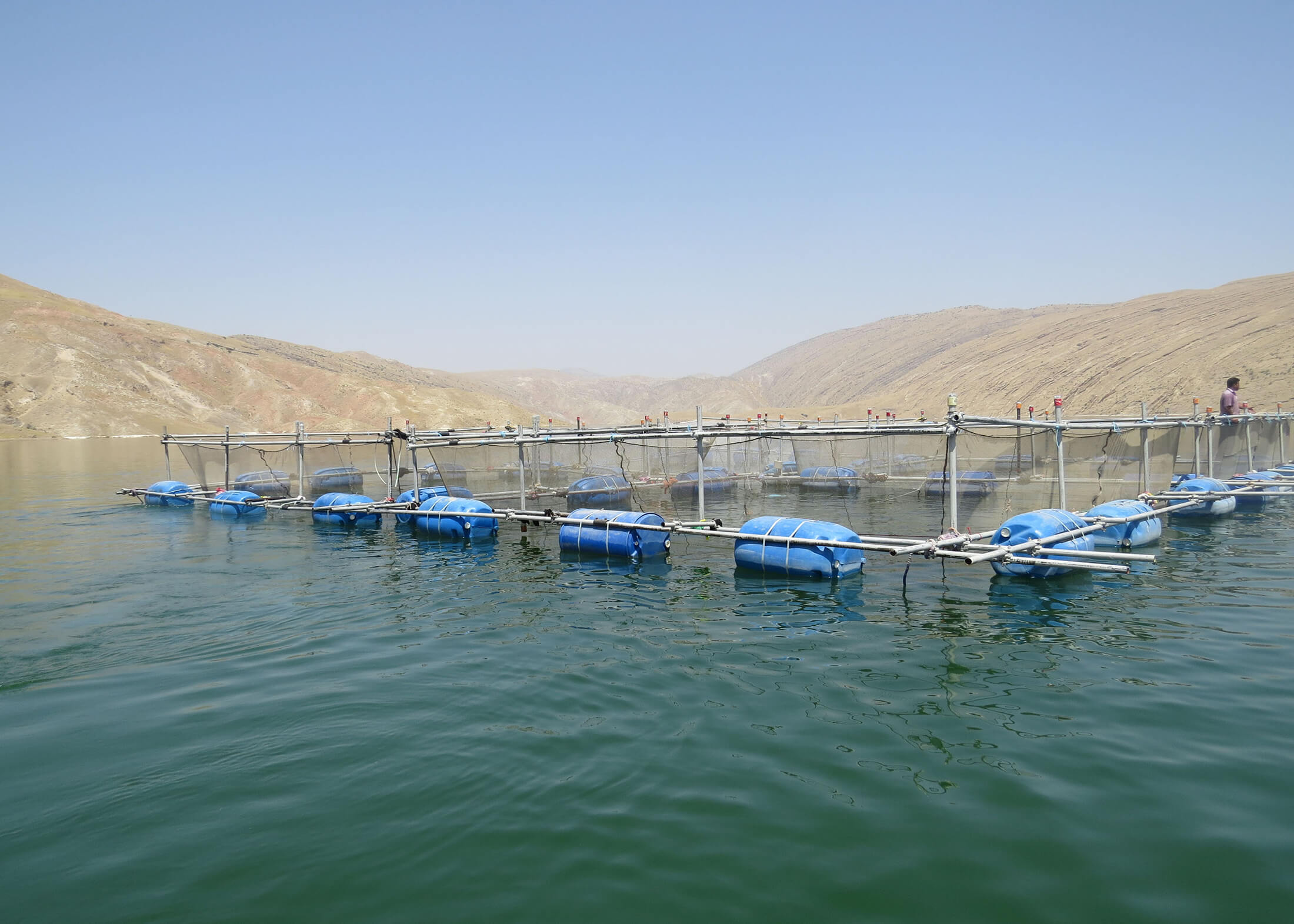 طرح پرورش ماهی در قفس در آب‌های خلیج فارس کنگان مورد بهره‌برداری قرار گرفت