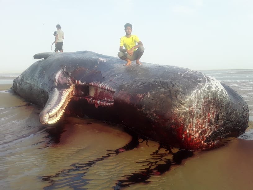 پیدا شدن لاشه نهنگ ۷ متری در سواحل هرمزگان