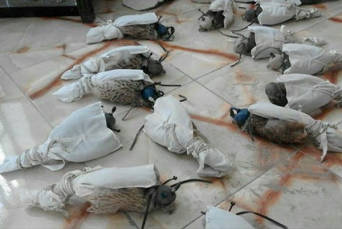 کشف ۱۲۱ پرنده قاچاق در آب‏‎های خلیج فارس