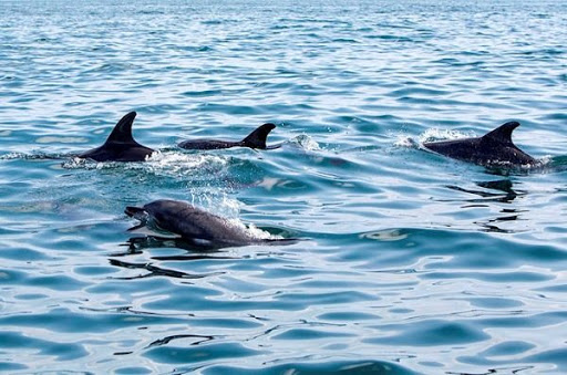 طرح حفاظت از پستانداران دریایی خلیج فارس اجرایی می‌شود