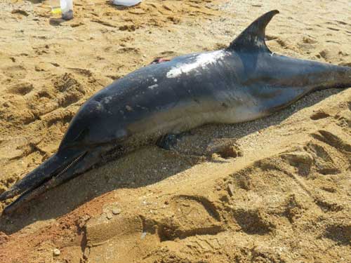نجات دلفین‌های به گل نشسته در آبراه اروندرود