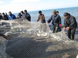 ۳۳۰ تن ماهی از آب‌های خزر در گیلان صید شد
