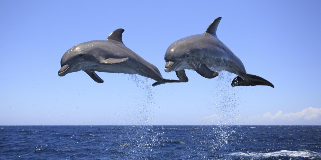 تهیه برنامه اقدام ملی حفاظت از دلفین‌های گوژپشت