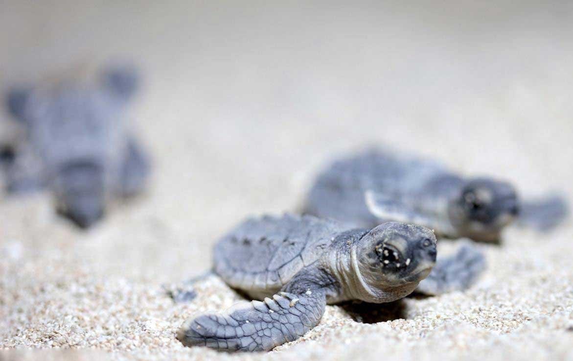 فروش تخم لاک‌پشت‌ها به کشور‌های همسایه معضل مهم محیط زیست دریایی