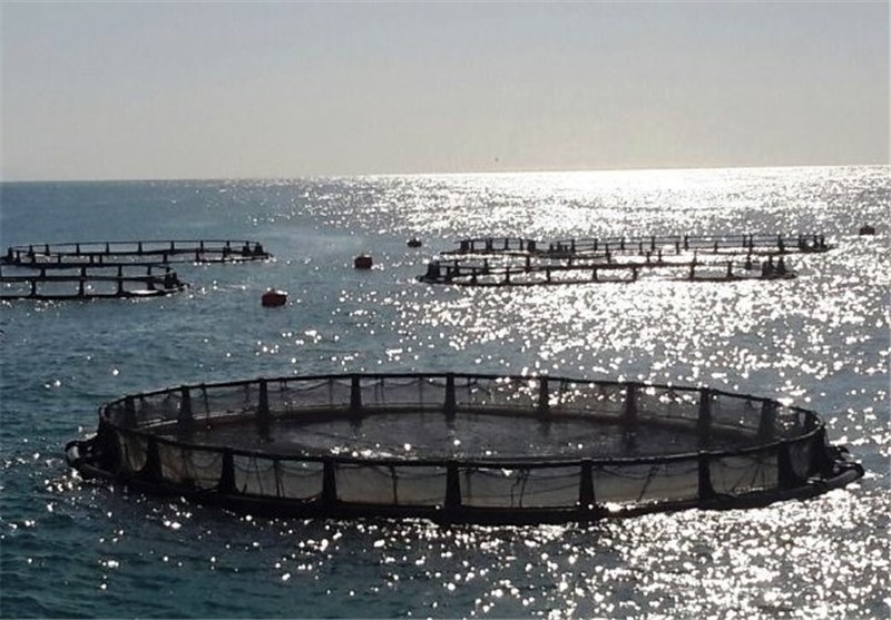 ۱۱۷ مجوز پرورش ماهی در قفس در  بوشهر صادر شده است