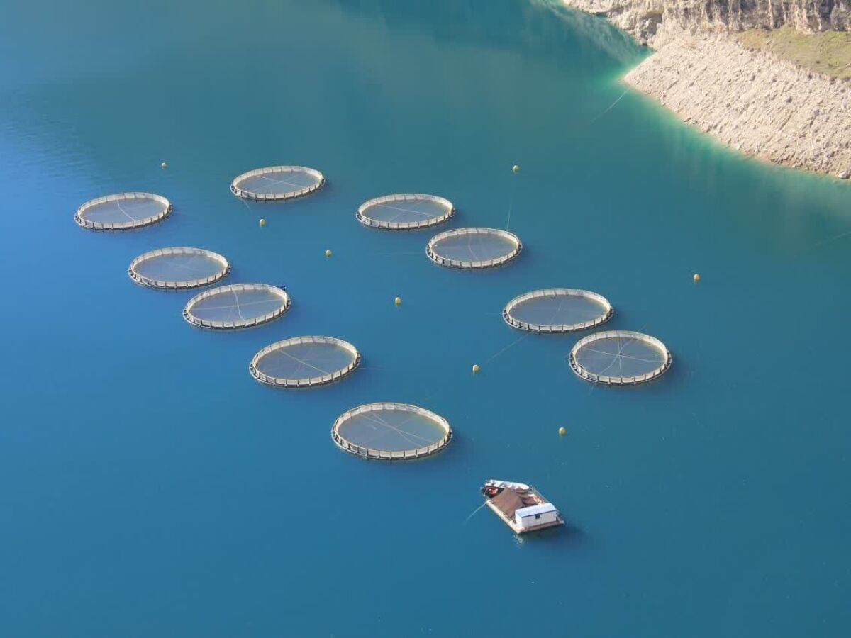 ظرفیت تولید پرورش ماهی در قفس در استان بوشهر به ۱۱ هزار تن افزایش یافت