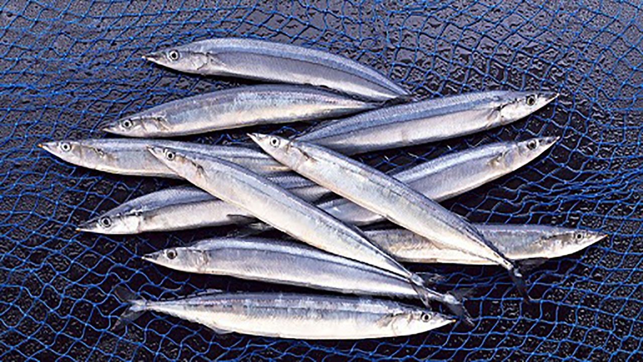 کاهش صید کیلکا ماهیان دریای خزر