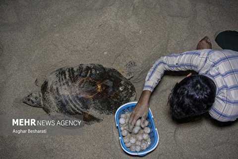 تخم‌گذاری لاک‌پشت پوزه عقابی در سواحل قشم(+تصویر)
