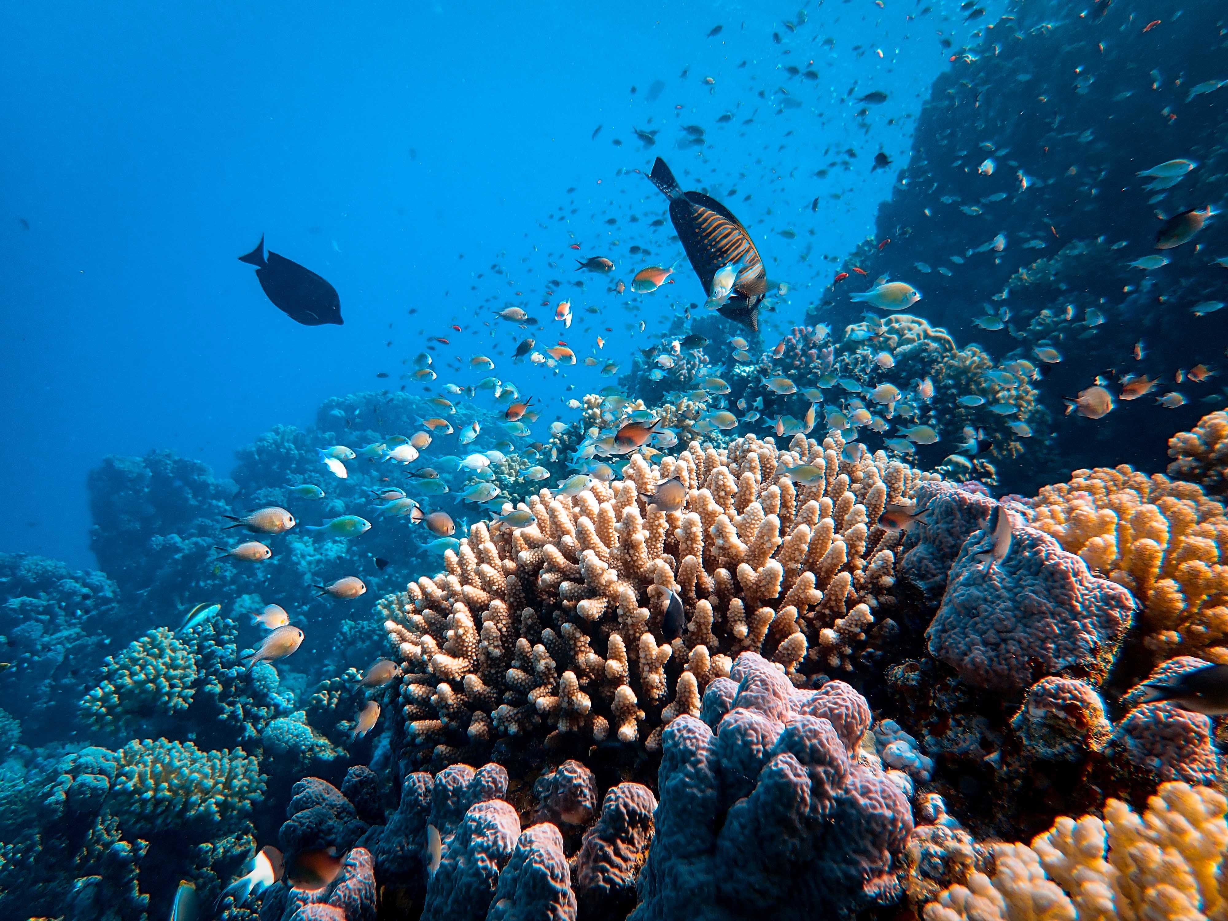 سران جهان برای تصویب معاهده حفاظت از اقیانوس‌ها گردهم می‌آیند