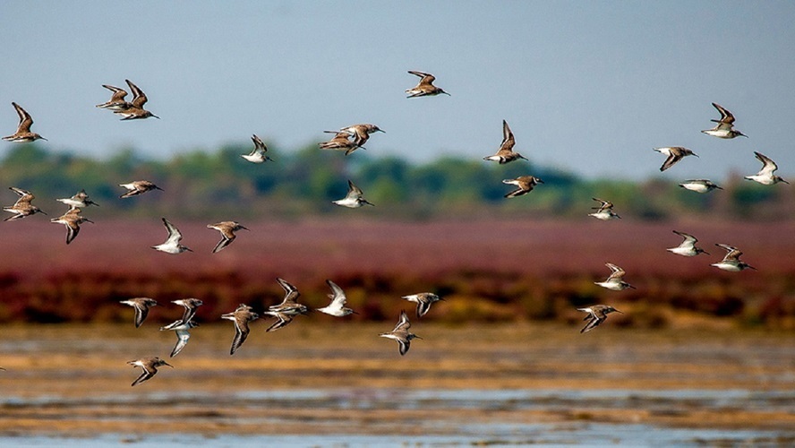 امسال هیچ گونه خطری پرندگان مهاجر میانکاله را تهدید نمی‌کند