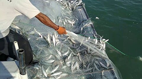 کاهش صید ماهیان استخوانی دریای خزر