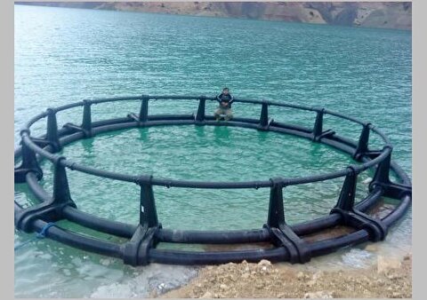 توسعه پرورش ماهی در قفس‌های کوچک در روستا‌های بوشهر