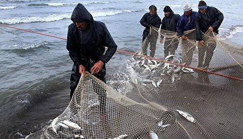 صید ماهیان استخوانی دریای خزر به ۲ هزار تن رسید/ رشد ۶۳ درصدی صید ماهی سفید