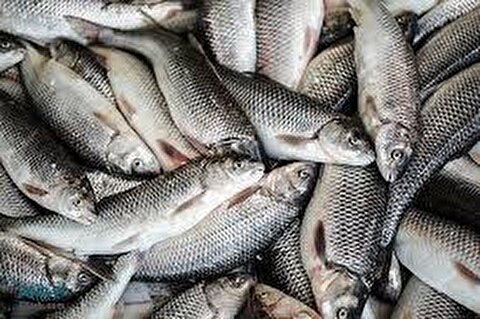 ارتقای ارزش افزوده و صادرات تون ماهیان با برگزاری همایش ماهیگیری مسئولانه/ برنامه شیلات جهت عرضه تون ماهیان به صورت تازه در بازار‌های کشور