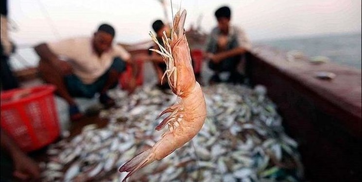 کشف بیش از ۴۰۰ کیلوگرم میگو صید شده از دریا در استان بوشهر
