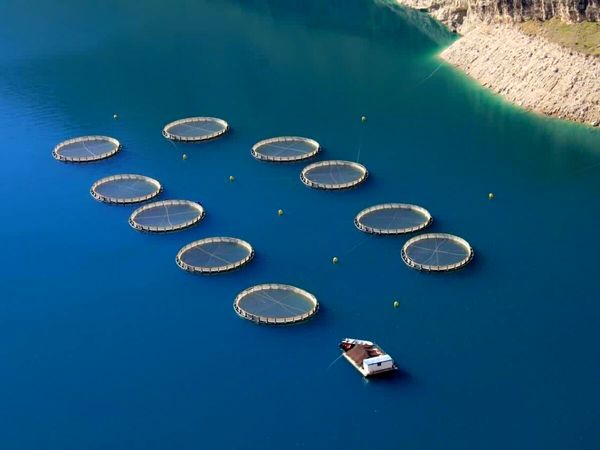 گام مؤثر در توسعه صنعت پرورش ماهیان دریایی در خوزستان