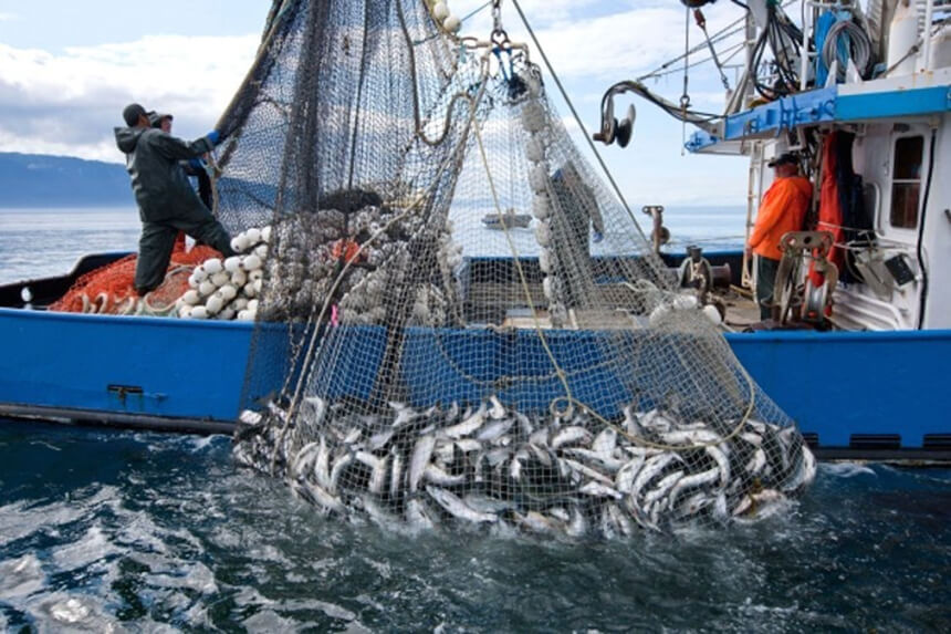 دلایل و پیامد‌های ماهیگیری غیرقانونی در جنوب شرقی آسیا