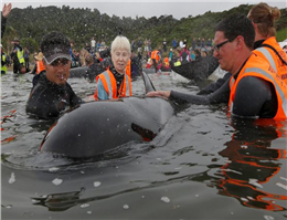 Hundreds of whales in 2nd New Zealand Stranding able to Swim Free