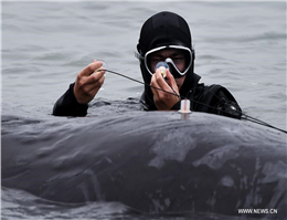 Rescue Work Under Way for Sperm Whale