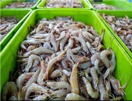 Iran to be back on the Track of Exporting Shrimp to Vietnam