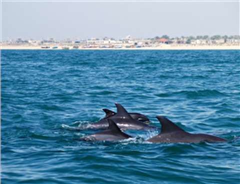 جایگاه ویژه جزیره هنگام در توریسم خلیج فارس