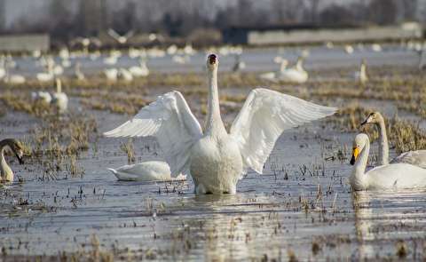 رونق توریسم در تالاب سرخرود با ورود قوهای اروپایی