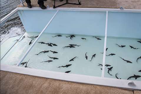 رهاسازی نمادین بچه ماهی های خاویاری در خزر