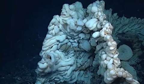 پيرترین موجود زنده دریایی را ببینید