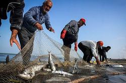 افزایش 40 درصدی صید ماهیان استخوانی دریای خزر
