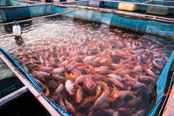تولید انبوه ماهی تیلاپیا آغاز شد
