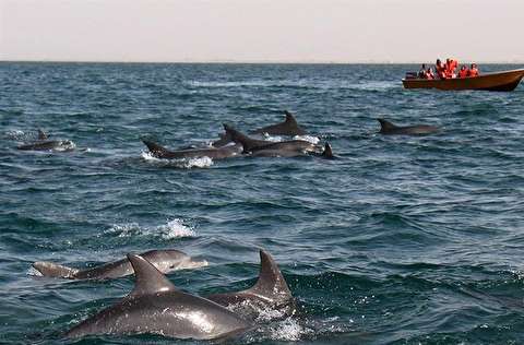 فعالیت 400 فروند قایق تفریحی در مسیر قشم- هنگام