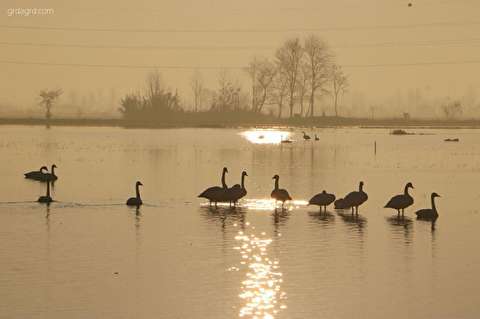 رونق گردشگری زمستانه در سواحل مازندران /جاذبه تماشای پرندگان مهاجر در تالاب‌های مازندران