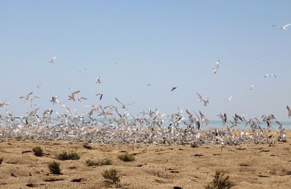 طرح محیط زیستی خور موسی در خلیج فارس اجرایی می‌شود