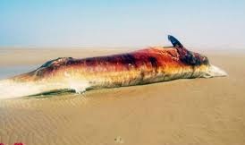 مشاهده لاشه دلفین در ساحل بوشهر
