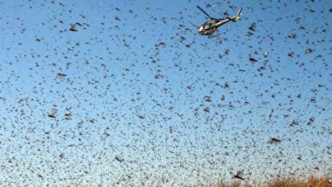 نمایندگان فائو برای بررسی آفت ملخ دریایی به ایران می آیند